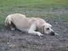 Fila Brasileiro Foto: IWA z Pogranicza 1jaerige Huendin (ID 9852) Fila Brasileiro Hund