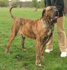 Fila Brasileiro Foto: eldorado super schöner rüde (ID 28155) Fila Brasileiro Hund