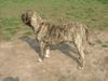 Fila Brasileiro Hund