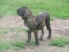 Fila Brasileiro Hund