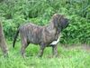 Fila Brasileiro Hund