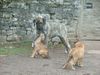 Fila Brasileiro Foto: Pap ich liebe Dich (ID 30886) Fila Brasileiro Hund