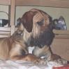 Fila Brasileiro Foto: Blondie (ID 680) Fila Brasileiro Hund