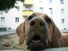 Fila Brasileiro Hund