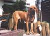 Fila Brasileiro Foto: Cosma (ID 681) Fila Brasileiro Hund