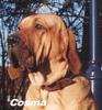 Fila Brasileiro Foto: Cosma (ID 687) Fila Brasileiro Hund