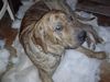 Fila Brasileiro Foto: das ist alischa heute /nr:15049 (ID 28151) Fila Brasileiro Hund