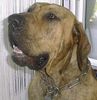 Fila Brasileiro Foto: 3 Jahre alt (ID 8475) Fila Brasileiro Hund