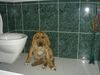 Fila Brasileiro Foto: Fila-mit 4 monaten;-) (ID 15049) Fila Brasileiro Hund
