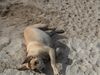 Fila Brasileiro Foto: Simba am Strand 2 (ID 33354) Fila Brasileiro Hund