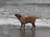 Fila Brasileiro Foto: Simba am Meer (ID 33355) Fila Brasileiro Hund