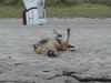 Fila Brasileiro Foto: Simba am Strand 1 (ID 33353) Fila Brasileiro Hund