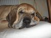 Fila Brasileiro Foto: Simba bei seiner Lieblingsbeschäftigung (ID 33352) Fila Brasileiro Hund