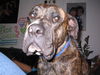 Fila Brasileiro Foto: Astor der Grosse (ID 27668) Fila Brasileiro Hund