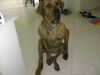 Fila Brasileiro Foto (ID 8505) Fila Brasileiro Hund