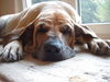 Fila Brasileiro Foto: Simba bei seiner Siesta (ID 33350) Fila Brasileiro Hund