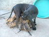 Fila Brasileiro Foto: Endira Adriana 3 Jahre alt mit ihren Babies, (ID 30874) Fila Brasileiro Hund