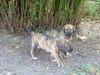 Fila Brasileiro Foto: Africano und Algazarra Of Fazenda dos Amigos da Vida, 7 Wochen alt, (ID 30876) Fila Brasileiro Hund