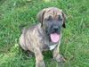 Fila Brasileiro Foto: Afortunado Of Fazenda dos Amigos da Vida, 7 Wochen alt, (ID 30877) Fila Brasileiro Hund