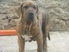 Fila Brasileiro Foto: Abia 5 Monate alt, (ID 30881) Fila Brasileiro Hund