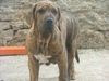 Fila Brasileiro Hund