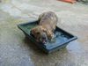 Fila Brasileiro Foto: Abia 5 Monate alt, es ist zu heiss (ID 30882) Fila Brasileiro Hund