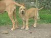 Fila Brasileiro Foto: Astelle Of Fazendados Amigos da Vida, 3 Monate alt (ID 30867) Fila Brasileiro Hund