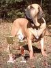 Fila Brasileiro Foto: Our female Aura - double European winner (ID 9021) Fila Brasileiro Hund
