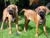 Fila Brasileiro Foto: www.derfila.de - Ciano und Cidonia 5 Monate alt (ID 20664) Fila Brasileiro Hund