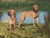 Fila Brasileiro Foto: www.derfila.de - Ciano und Cidonia (ID 20657) Fila Brasileiro Hund