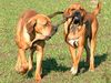 Fila Brasileiro Foto: www.derfila.de - Ciano und Cidonia (ID 20359) Fila Brasileiro Hund