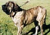 Fila Brasileiro Foto (ID 87) Fila Brasileiro Hund