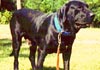 Fila Brasileiro Foto (ID 88) Fila Brasileiro Hund