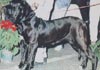 Fila Brasileiro Foto (ID 90) Fila Brasileiro Hund