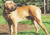 Fila Brasileiro Foto (ID 62) Fila Brasileiro Hund