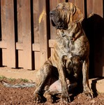 Fila Brasileiro Hund