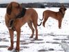 Fila Brasileiro Foto: www.derfila.de - Ciano und Cidonia (ID 20658) Fila Brasileiro Hund