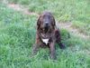 Fila Brasileiro Foto: Azure 7 Monate alt (ID 30883) Fila Brasileiro Hund