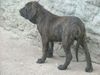 Fila Brasileiro Hund