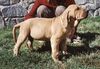 Fila Brasileiro Foto: New pupies were born to our Amendoa do Rafirez and Intch Jeff Chvaterub.rokle-Champion HU,CZ,SK,AU,PL,European winer.HD A (ID 14231) Fila Brasileiro Hund