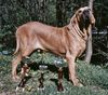 Fila Brasileiro Foto: Unser Hund Jeff-INTCH,European winner,CHCZ,CHSK,CHH,CHPL,CHA (ID 11147) Fila Brasileiro Hund