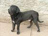 Fila Brasileiro Foto: Manolito do Sertao 1 Jahralt, (ID 30871) Fila Brasileiro Hund