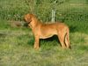 Fila Brasileiro Hund