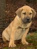 Fila Brasileiro Foto: Zuzi Fi-It (ID 9020) Fila Brasileiro Hund