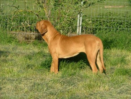 Fila Brasileiro Hunde Foto 30890 Fila Brasileiro Uma Of Fazenda dos Amigos da Vida, 2 Jahre alt