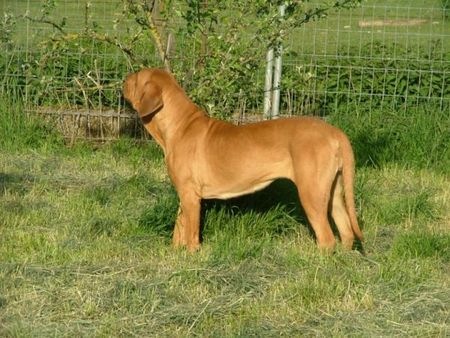 Fila Brasileiro Uma Of Fazenda dos Amigos da Vida, 2 Jahre alt