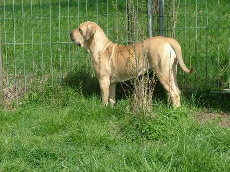 Fila Brasileiro Hunde Foto 30873 in höherer Auflösung ansehen Fila Brasileiro Uriah Of Fazenda dos Amigos da Vida 2 Jahre alt,