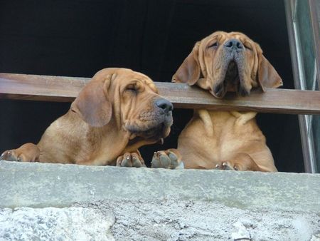 Fila Brasileiro Hunde Foto 30870 Fila Brasileiro Uma und Ursella Of Fazenda dos Amigos da Vida, 2 Jahre alt, unsere Spions