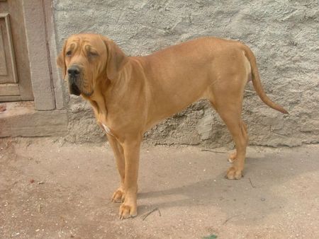 Fila Brasileiro Ursella Of Fazenda dos Amigos da Vida, 1 Jahr alt