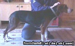 Finnischer Laufhund Hunde Foto 15010 in höherer Auflösung ansehen Finnischer Laufhund Suotuikun kennel, Suomenajokoira Finnish hound